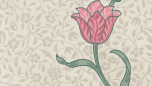 Garden Tulip - Rose/Thyme